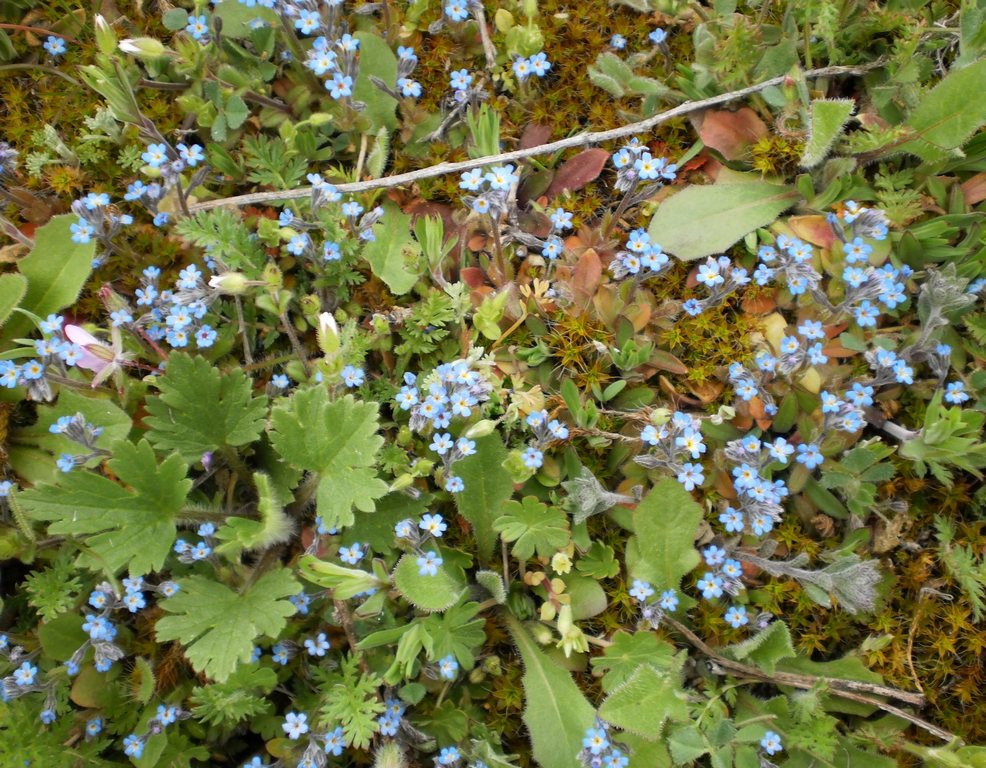 Изображение особи Myosotis incrassata.