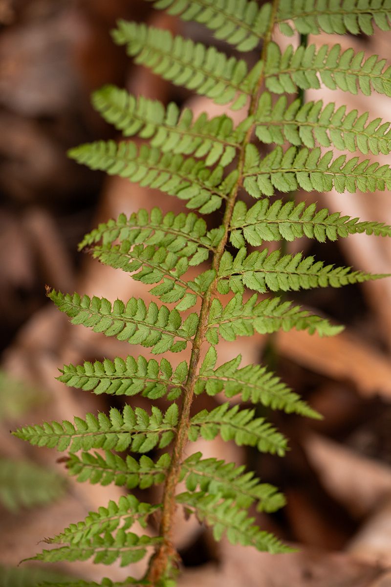 Image of Polystichum setiferum specimen.