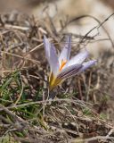 Crocus reticulatus. Цветущее растение. Краснодарский край, Крымский р-н, окр. станицы Неберджаевская, дол. р. Липки, пушистодубово-грабинниковый лес, задернованное скальное обнажение на месте старого заросшего карьера. 02.03.2026.