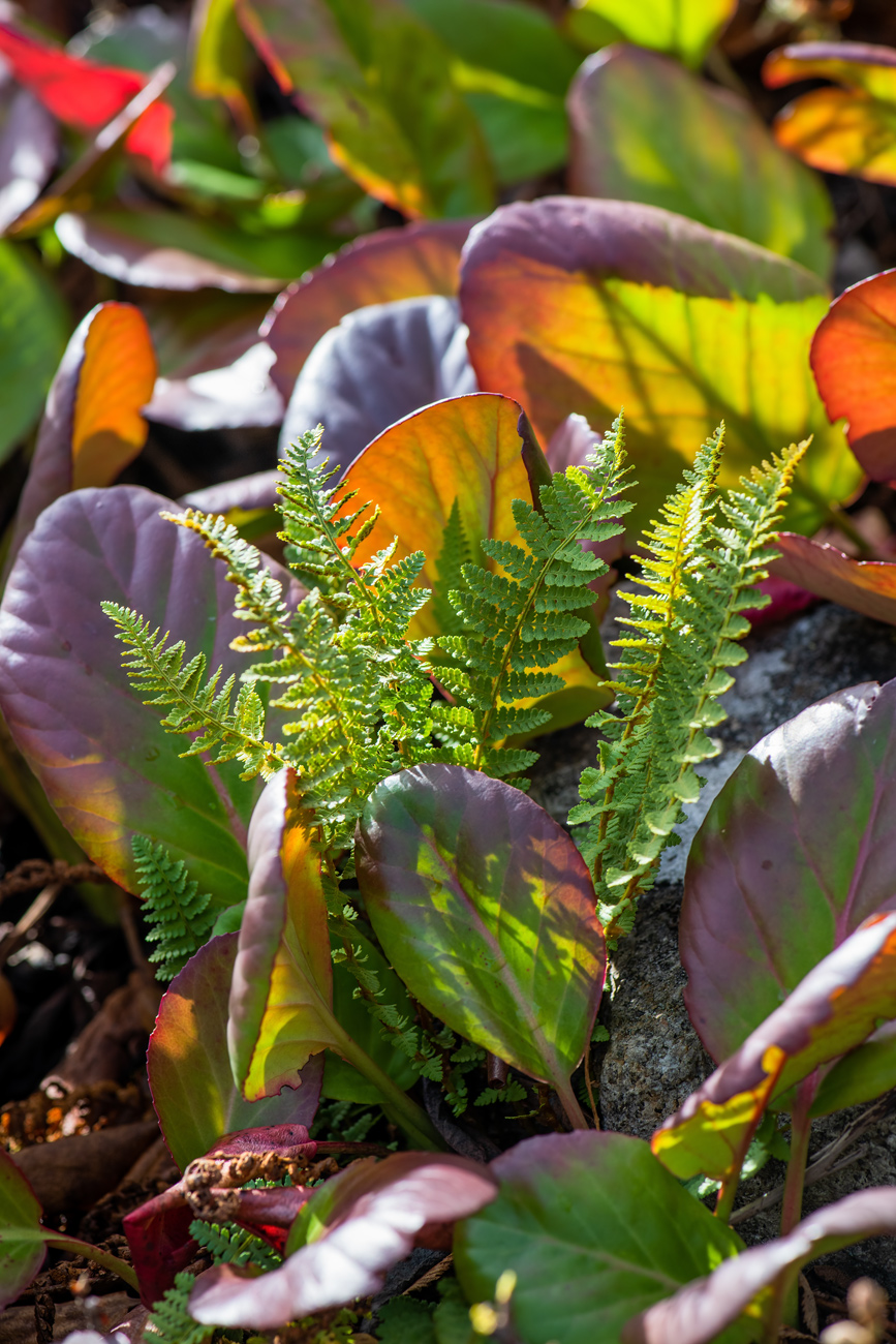 Image of Dryopteris fragrans specimen.