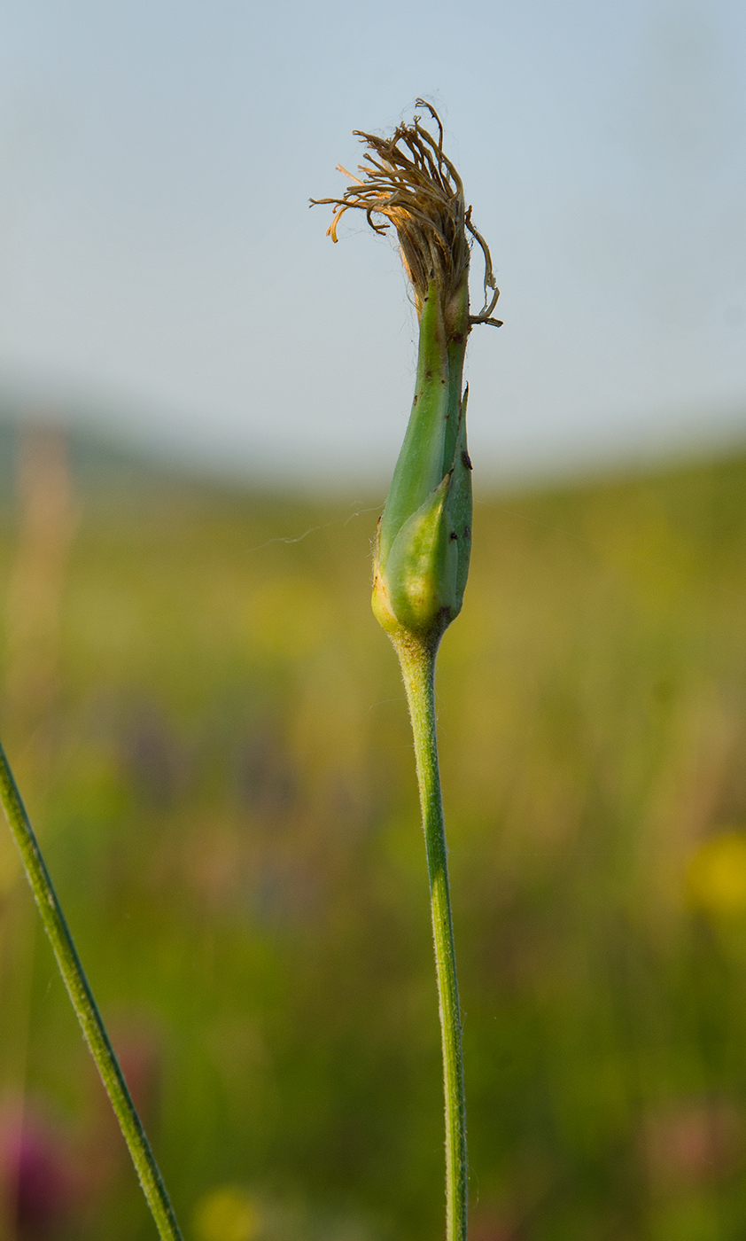 Изображение особи Scorzonera stricta.
