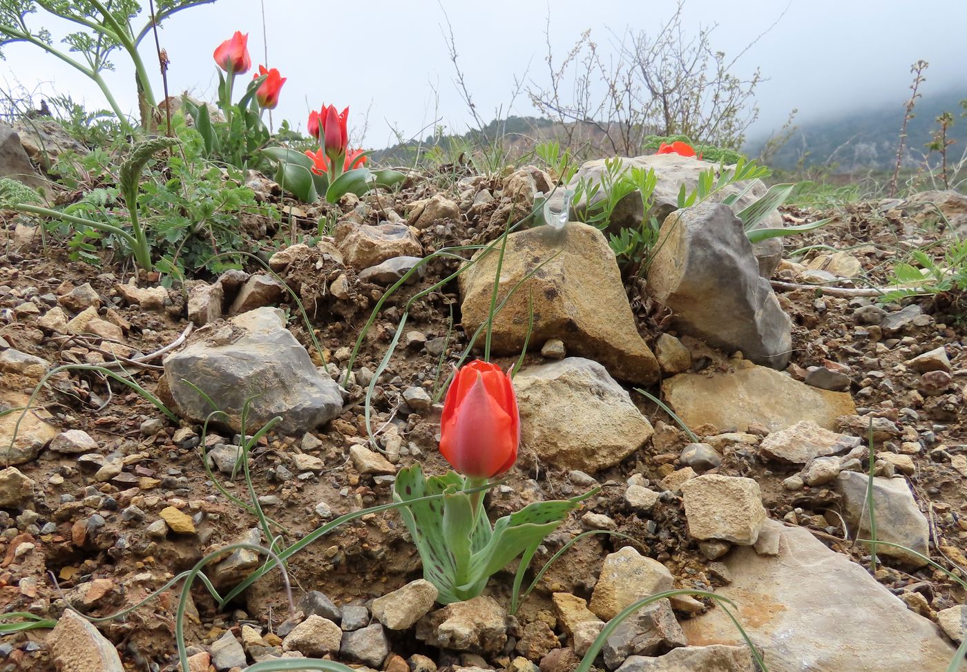 Image of Tulipa greigii specimen.