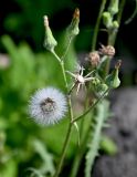 Sonchus oleraceus. Верхушка побега с соплодием и отцветшими соцветиями. Португалия, Азорские о-ва, о-в Сан-Мигел, г. Рибейра-Гранди, каменистый пляж. 14.08.2025.