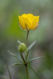 genus Ranunculus. Верхушка цветущего растения. Дагестан, Казбековский р-н, окр. с. Дубки, луговая опушка. 27.04.2026.