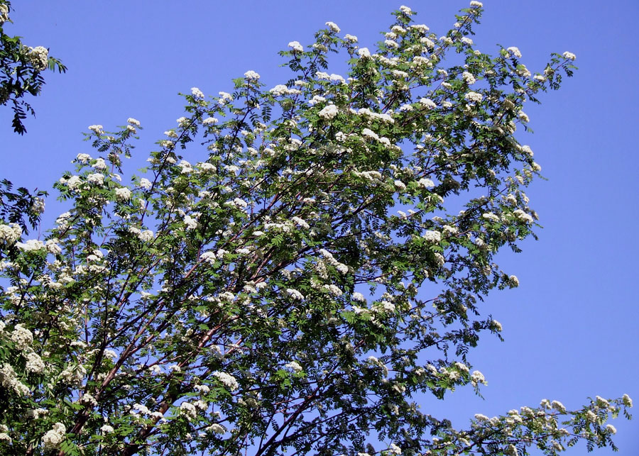 Изображение особи Sorbus aucuparia.