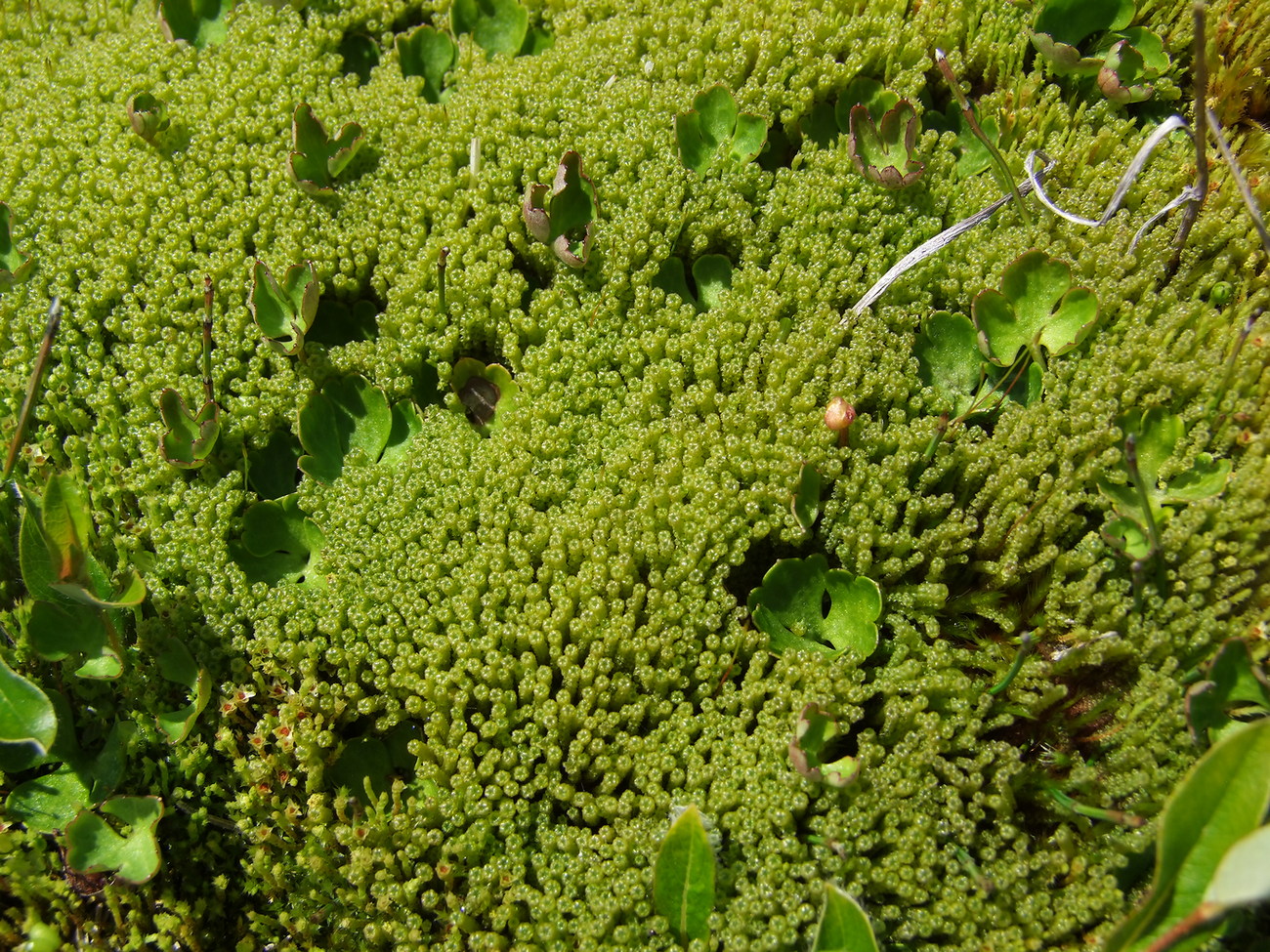 Изображение особи Paludella squarrosa.