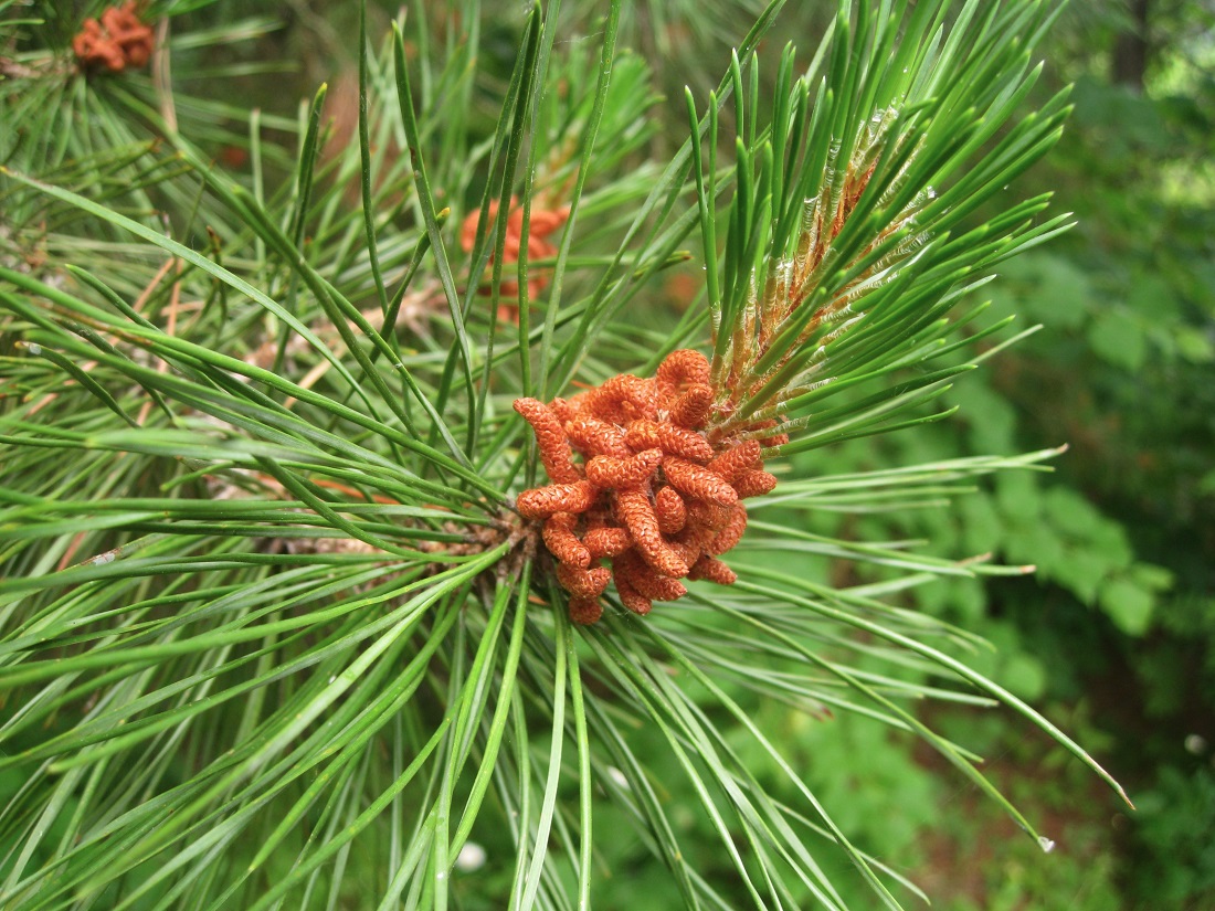 Image of Pinus contorta specimen.