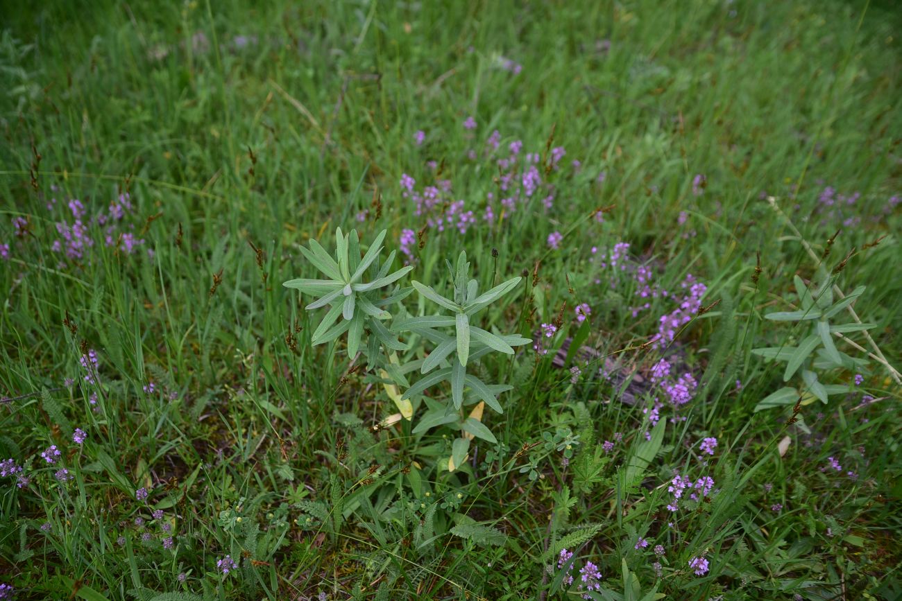 Image of genus Euphorbia specimen.