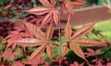 Acer palmatum