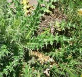 genus Cirsium