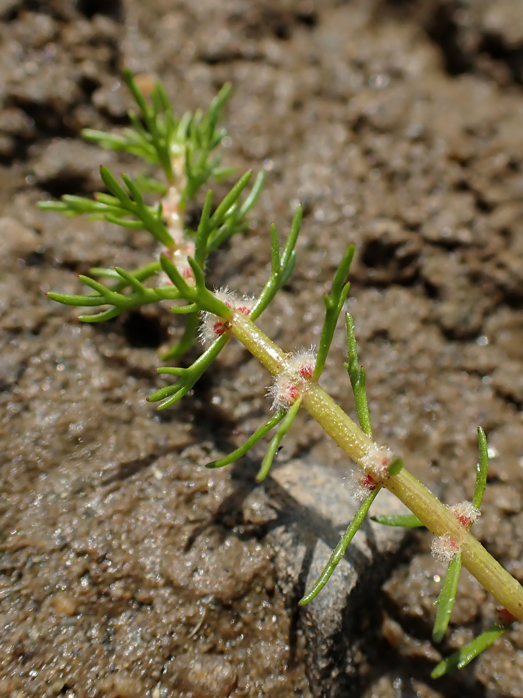 Изображение особи Myriophyllum ussuriense.