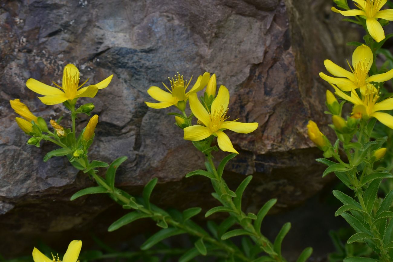 Изображение особи Hypericum orientale.