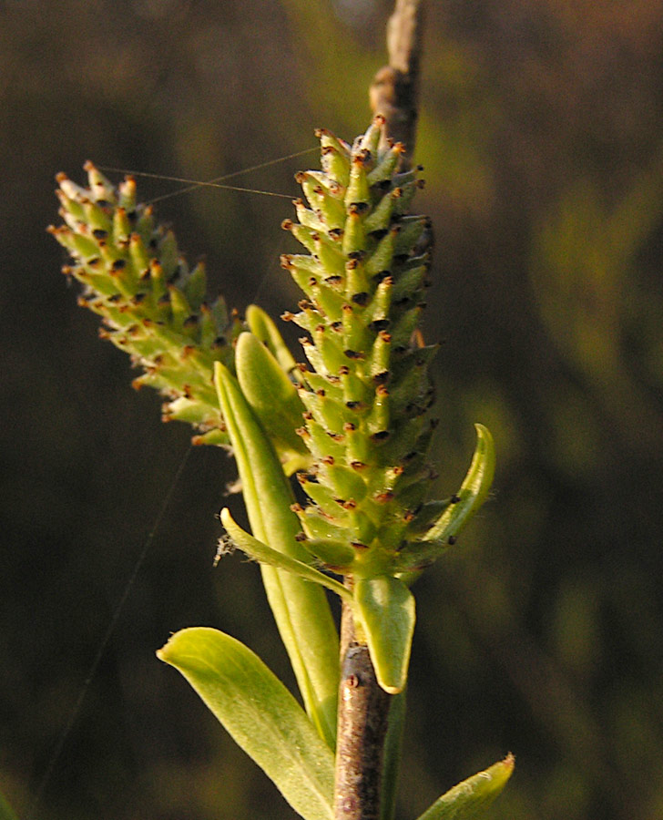 Image of Salix vinogradovii specimen.