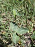 Trifolium pratense. Часть побега. Таджикистан, Горно-Бадахшанская автономная обл., Шугнанский р-н, окр. кишлака Нимос, дол. р. Гунт, ≈ 2810 м н.у.м., поляна среди зарослей кустарников. 15 июля 2026 г.