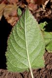 Salvia glutinosa