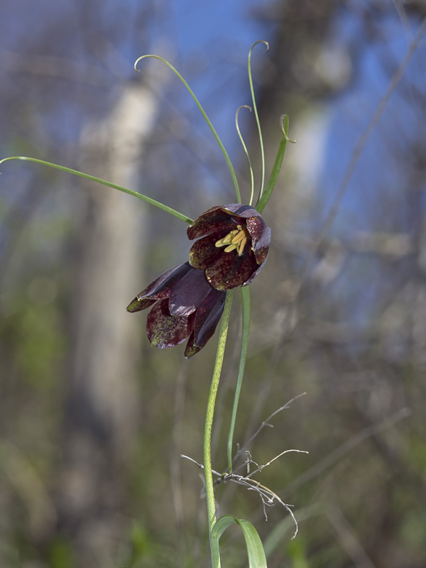 Изображение особи Fritillaria ruthenica.