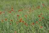 Papaver stevenianum