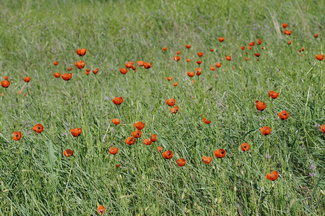 Изображение особи Papaver stevenianum.