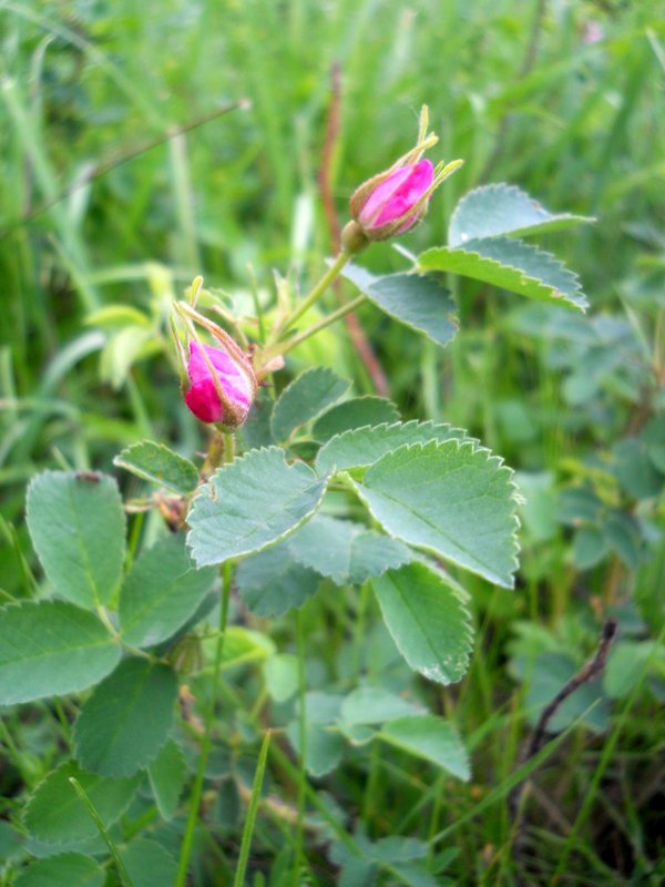 Image of Rosa cinnamomea specimen.