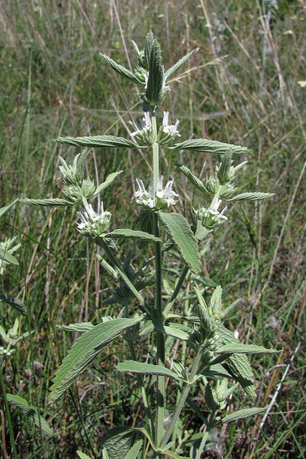 Image of Marrubium praecox specimen.