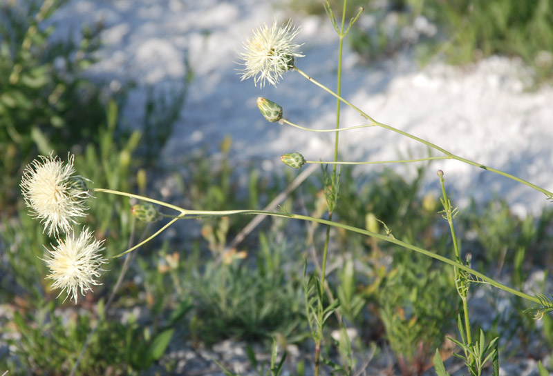 Изображение особи Rhaponticoides ruthenica.