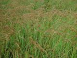genus Calamagrostis. Плодоносящие растения на лугу. Московская обл., Раменский р-н, окр. дер. Хрипань. 03.08.2002.