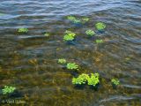 genus Trapa. Вегетирующие растения в Каневском водохранилище. Украина, Черкасская обл., Каневский р-н, региональный ландшафтный парк \"Трахтемиров\". 5 июня 2011 г.