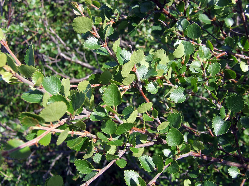 Image of Betula nana specimen.