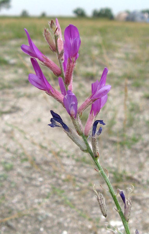 Image of Astragalus varius ssp. eupatoricus specimen.