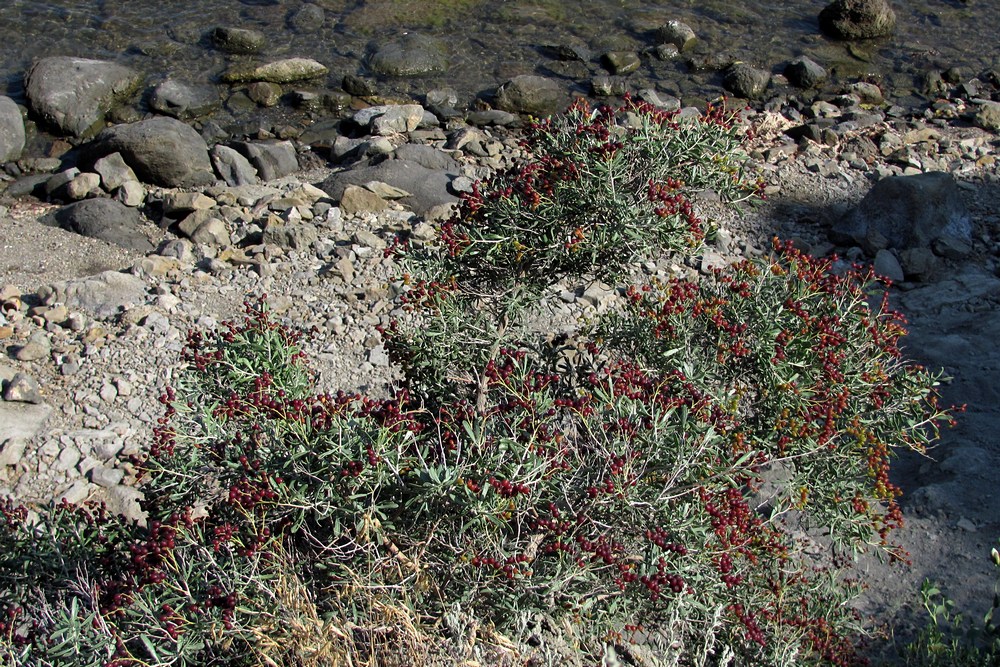 Image of Nitraria schoberi specimen.