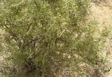 Lycium ruthenicum. Плодоносящий куст. Каракумы, Мервский оазис. Конец мая 2011 г.