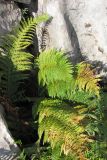 Polystichum aculeatum. Растения у основания скалы. Горный Крым, Бабуган-Яйла. 24 августа 2011 г.