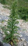 Cirsium candelabrum. Цветущее растение. Черногория, окр. г. Даниловград, у дороги. 06.07.2011.