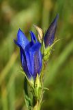 Gentiana pneumonanthe