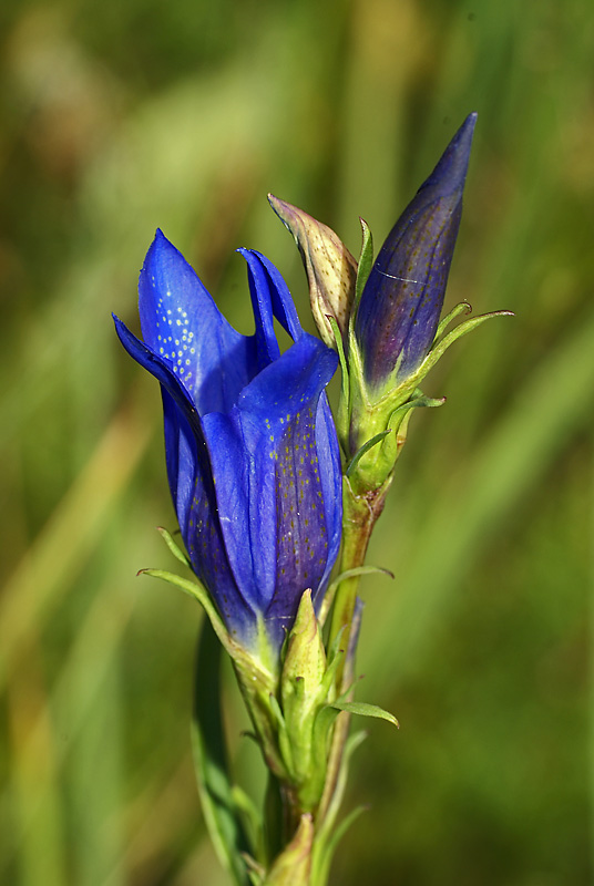 Изображение особи Gentiana pneumonanthe.