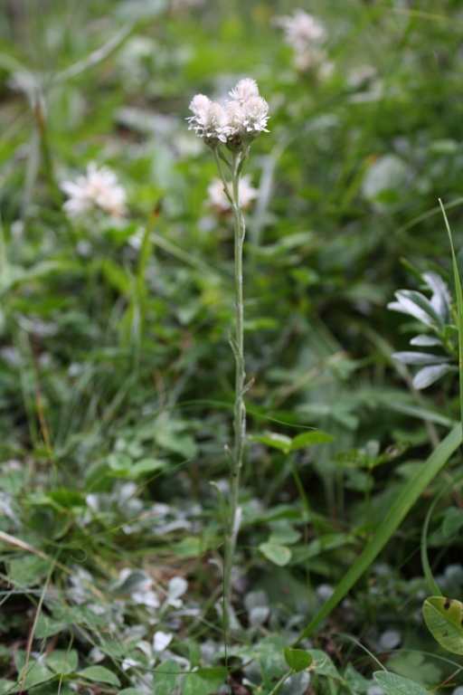 Изображение особи Antennaria caucasica.