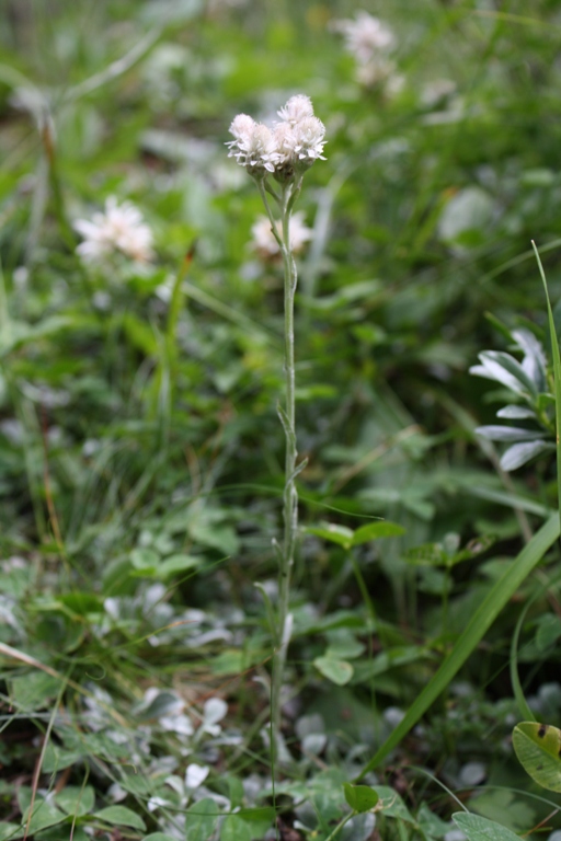 Image of Antennaria caucasica specimen.