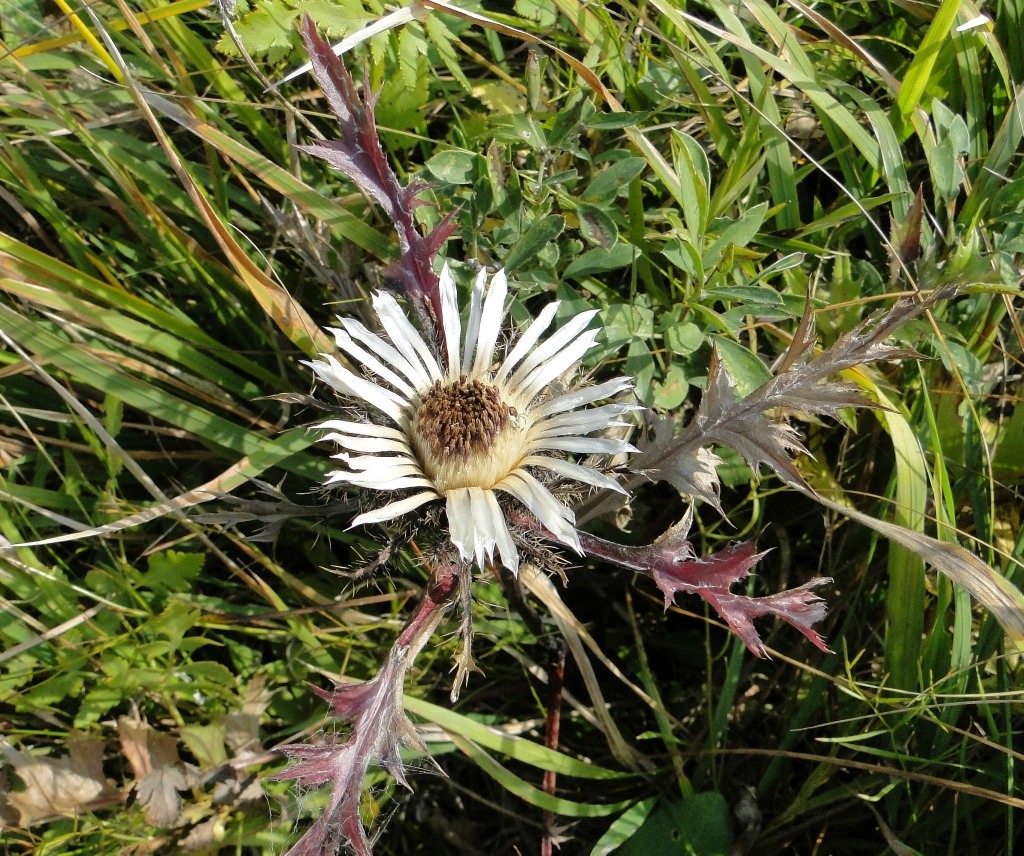Image of Carlina cirsioides specimen.