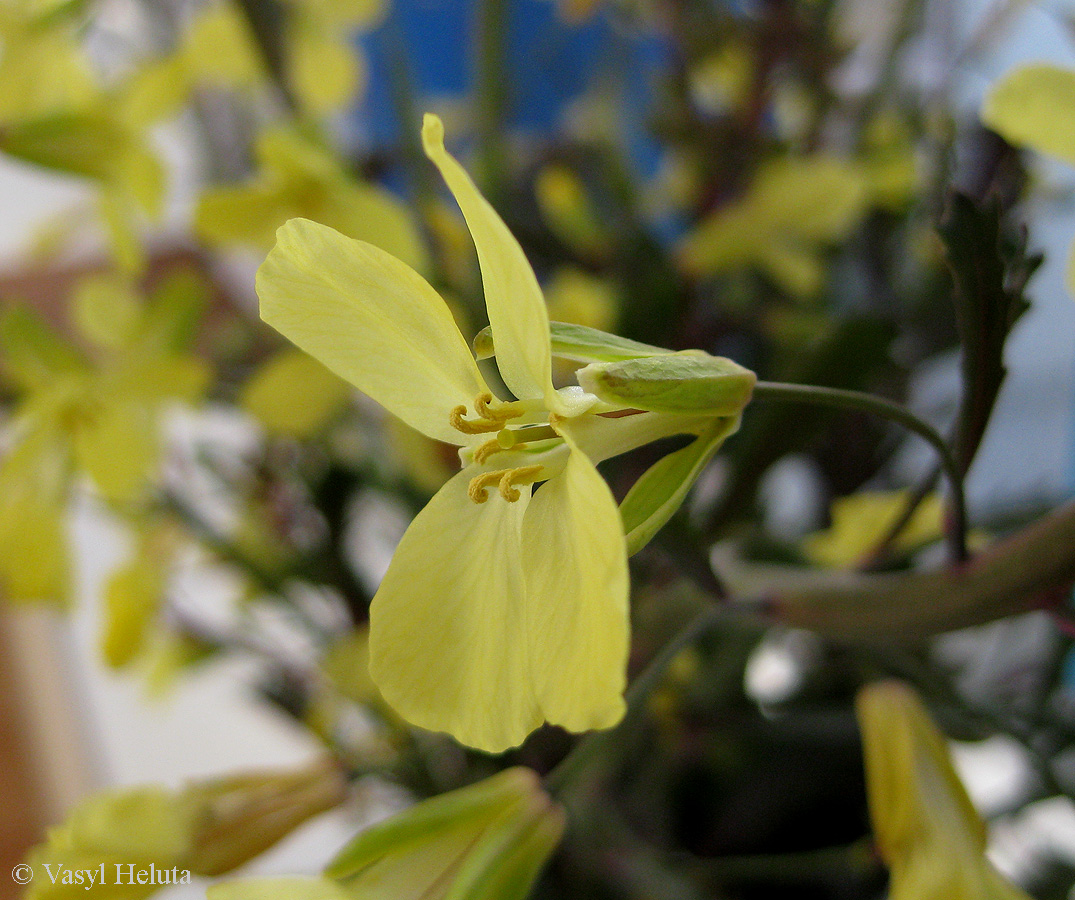 Image of Brassica oleracea var. viridis specimen.