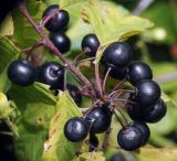 Frangula alnus