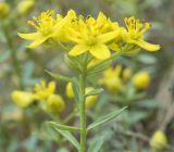 Haplophyllum suaveolens