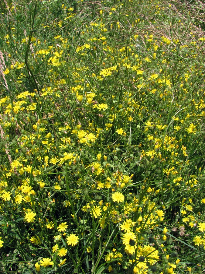 Изображение особи Crepis ramosissima.