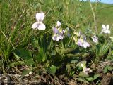 Viola accrescens