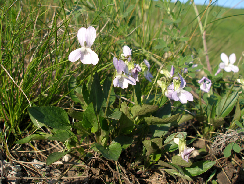 Image of Viola accrescens specimen.