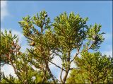 Juniperus excelsa. Веточка с плодами. Черноморское побережье Кавказа, Новороссийск, у мыса Шесхарис, дубово-можжевеловый лес. 22 декабря 2009 г.