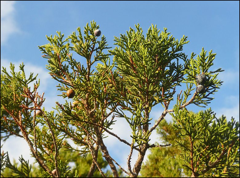 Image of Juniperus excelsa specimen.