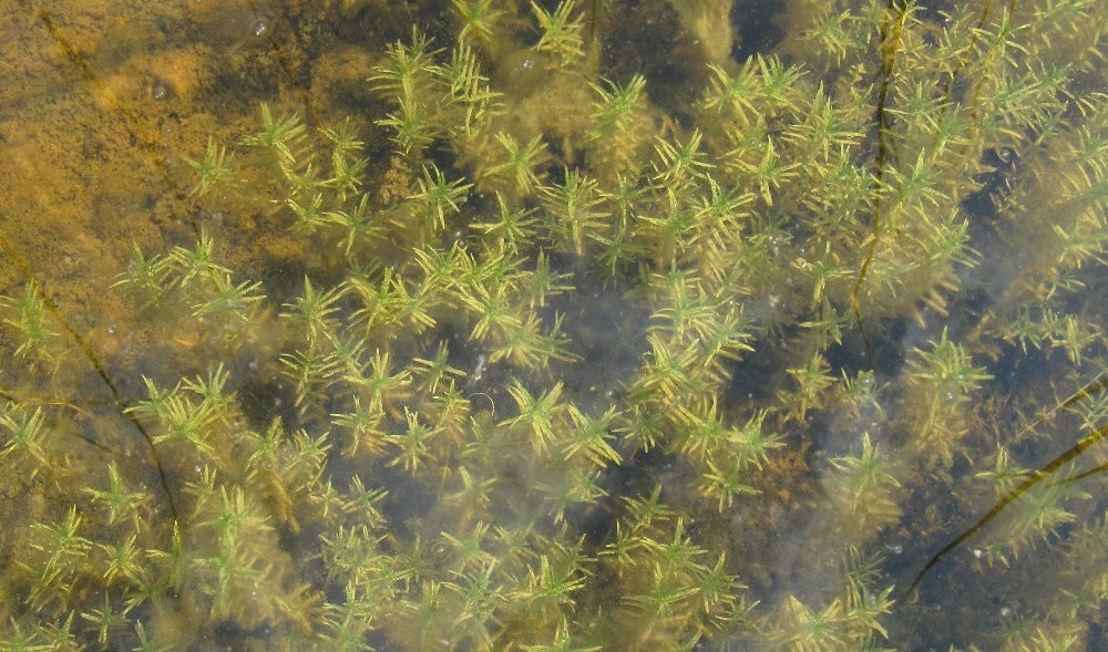 Image of Callitriche hermaphroditica specimen.