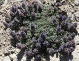 Dracocephalum paulsenii. Цветущее растение. Таджикистан, Памир, восточнее перевала Кой-Тезек, 4200 м н.у.м. 02.08.2011.
