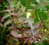 Sonchus oleraceus. Часть побега цветущего и плодоносящего растения (листья поражены мучнисторосяным грибом Golovinomyces cichoracearum). Копетдаг, Чули. Май 2011 г.