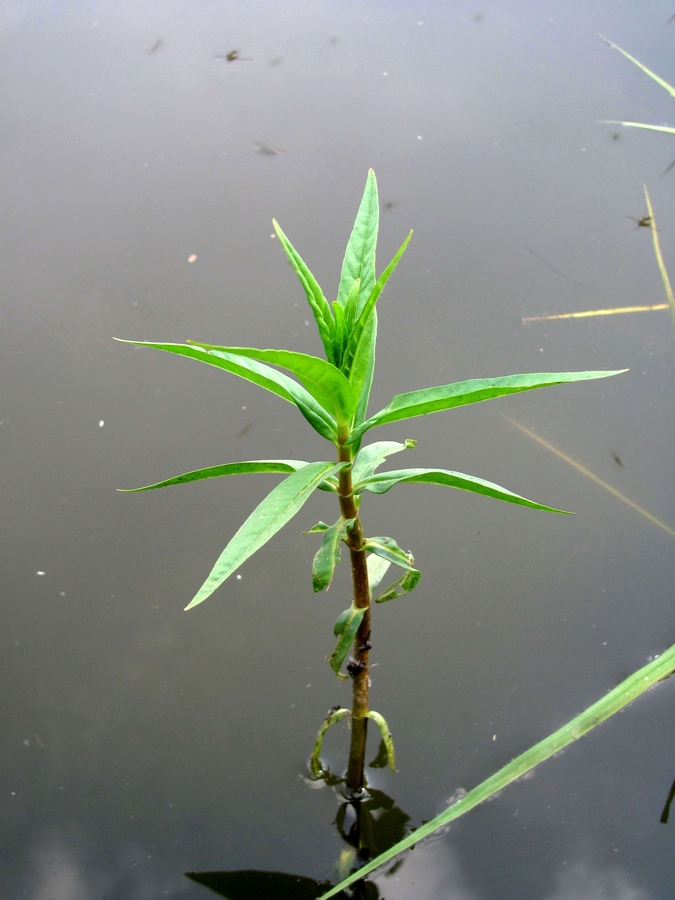 Изображение особи Naumburgia thyrsiflora.